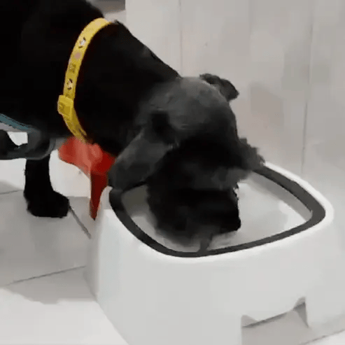 AntiSplash Bowl™ | Bebedero Antiderrame para Mascotas