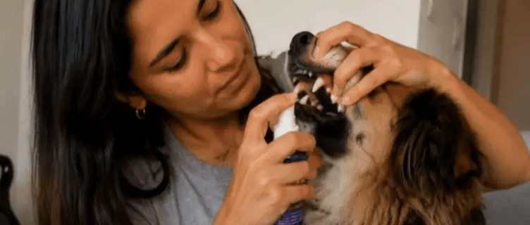 Oral Pet- Spray Bucal Limpiador Mascotas